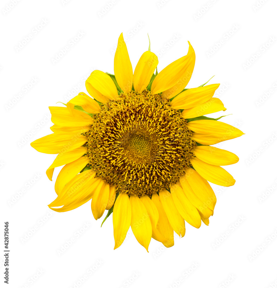 Obraz premium yellow Sunflower