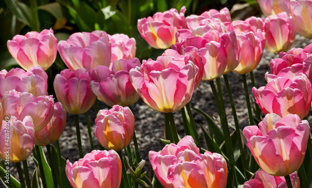 Fototapeta premium Pink Yellow Tulips Flowers Skagit Valley Washington State