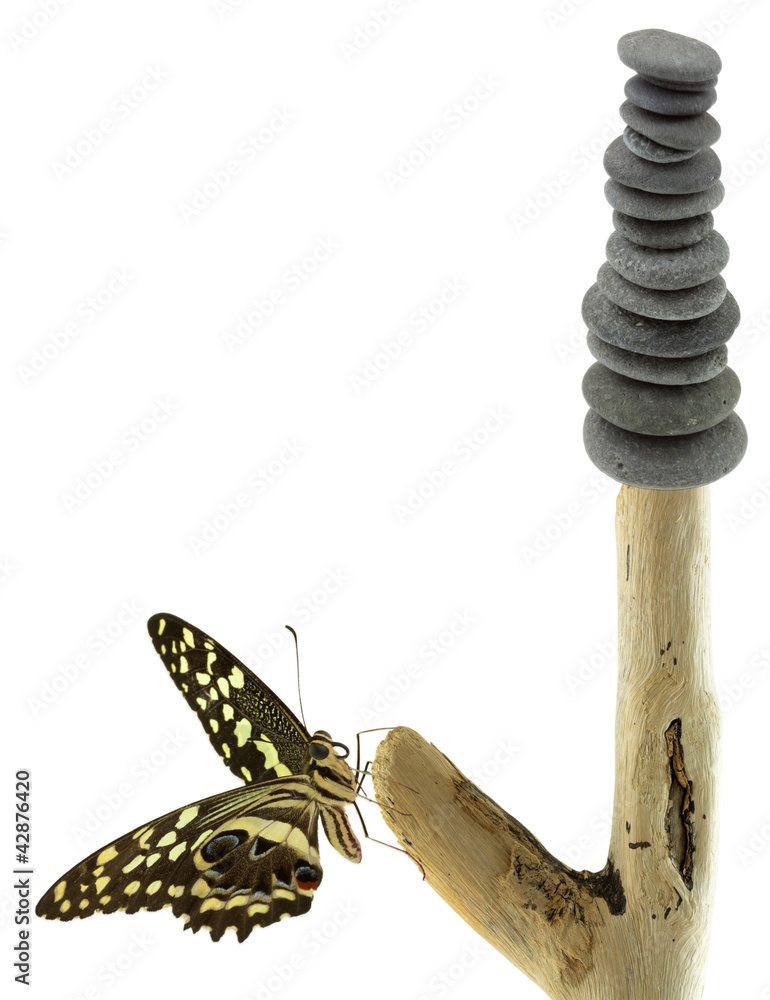Fototapeta premium empilement de galets et papillon sur bois flotté