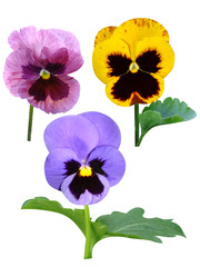 Fototapete Veilchen Stiefmütterchen und Veilchen Blumenstrauß  © andrey7777777