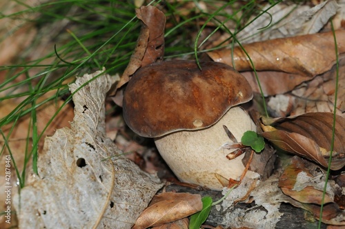 Boletus aestivalis photo