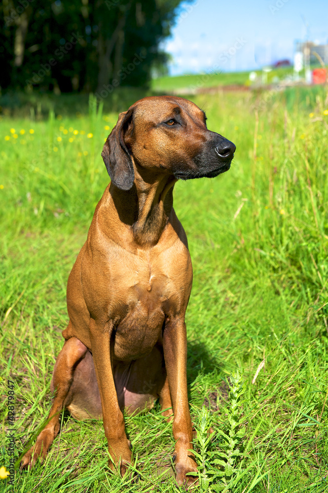dog sitting in the grass on a sunny day dog sitting in the grass on a sunny day