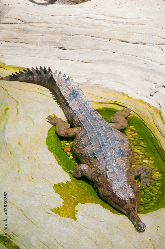 Naklejka premium crocodile