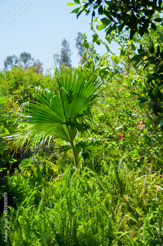 Palm in park of Los angeles