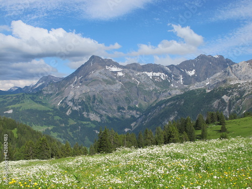 Meadow with flowers and mountains in the Alps © u.perreten
