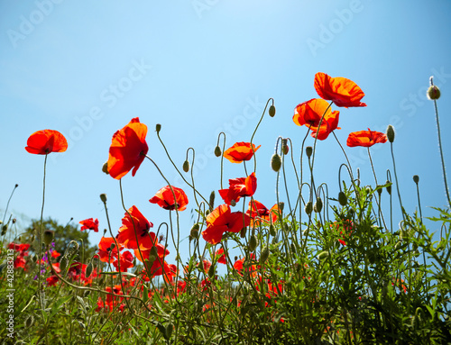 Fototapeta Naklejka Na Ścianę i Meble -  Poppies on blue sky background