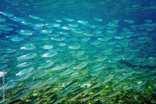 sardine group