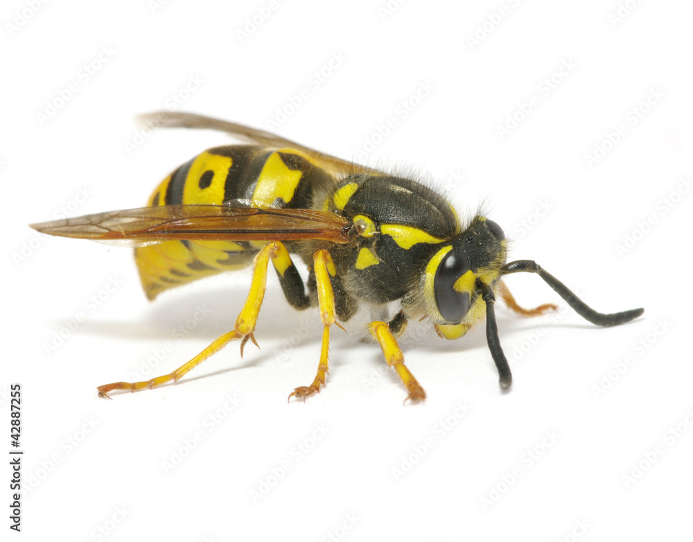 wasp wasp