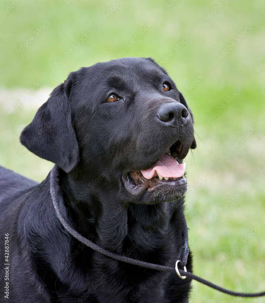 Black Labrador show dog. ( Copy Space) Black Labrador show dog. ( Copy Space)