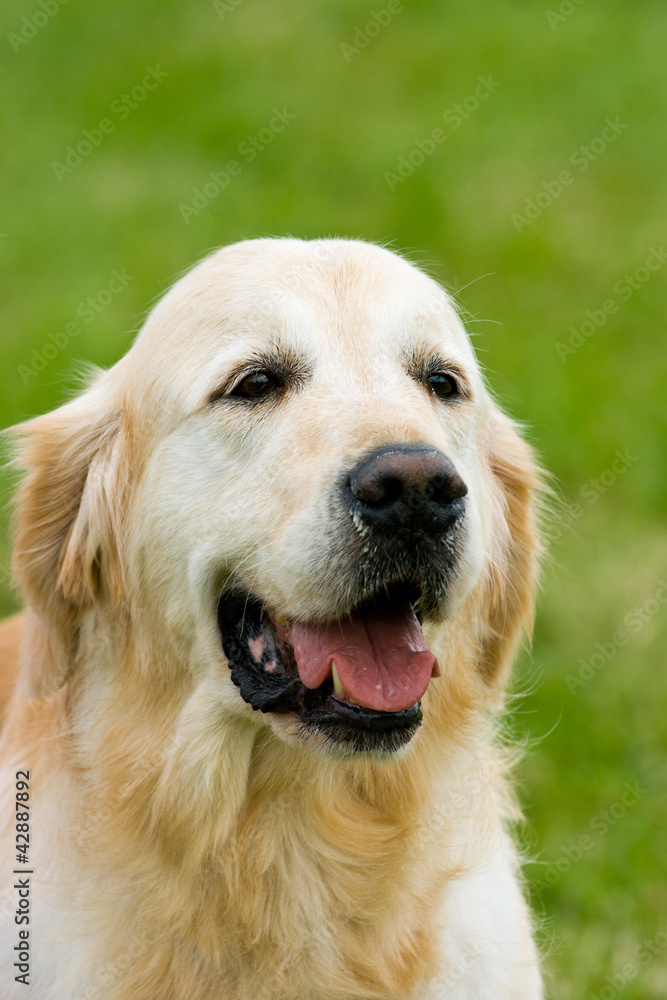 Golden Labrador Retriever. (Copy Space.)