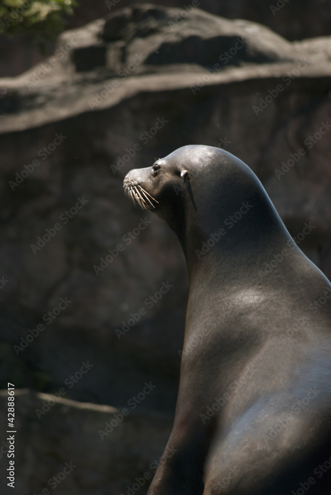 Naklejka premium Sea Lion