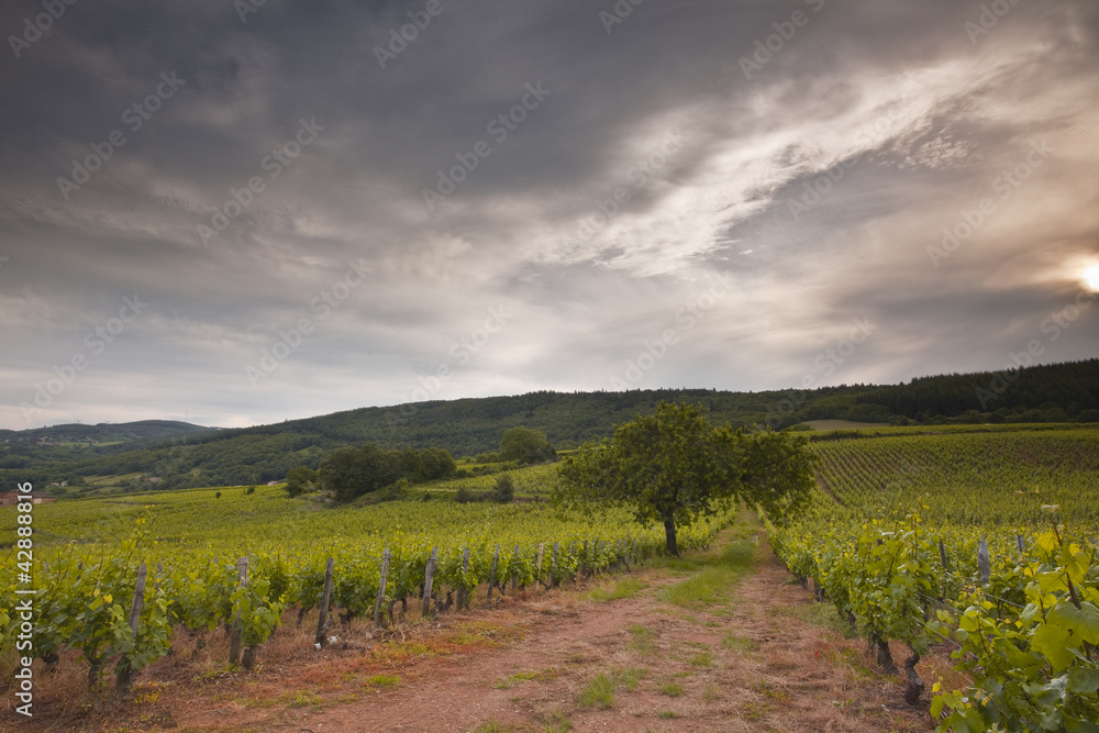 A vineyard near to Macon on France