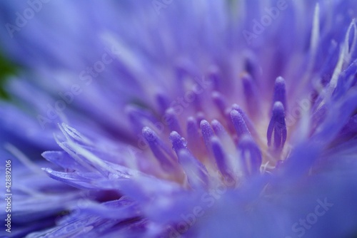 ストケシア（ルリギク）のアップ