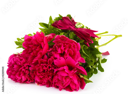 beautiful pink peonies with bow isolated on white