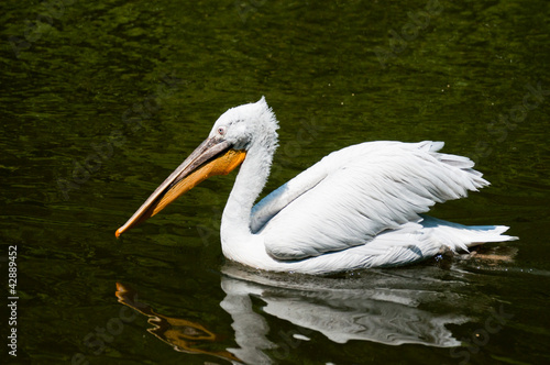 Pelican on calm sea wate photo