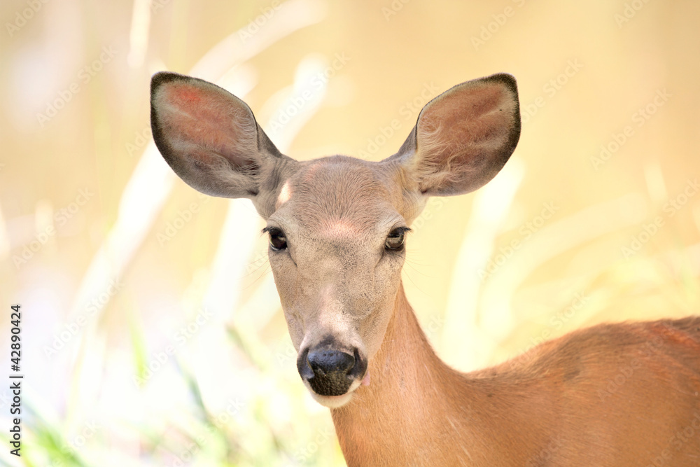 Fototapeta premium beau chevreuil