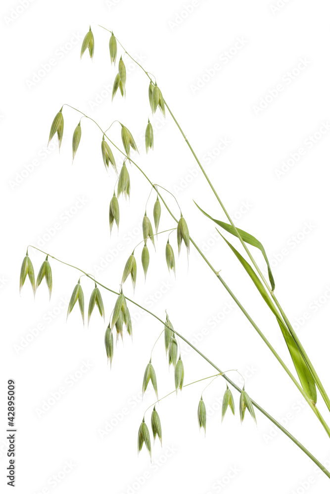 Hafer, Avena, weißer, Hintergrund, Hafer, Avena, weißer, Hintergrund,