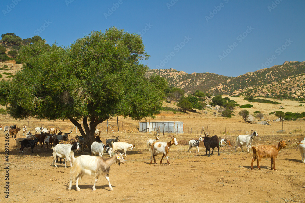 Fototapeta premium Allevamento di capre in Sardegna
