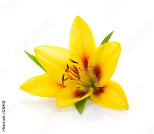 Fototapeta Naklejka Na Ścianę i Meble -  Yellow lily