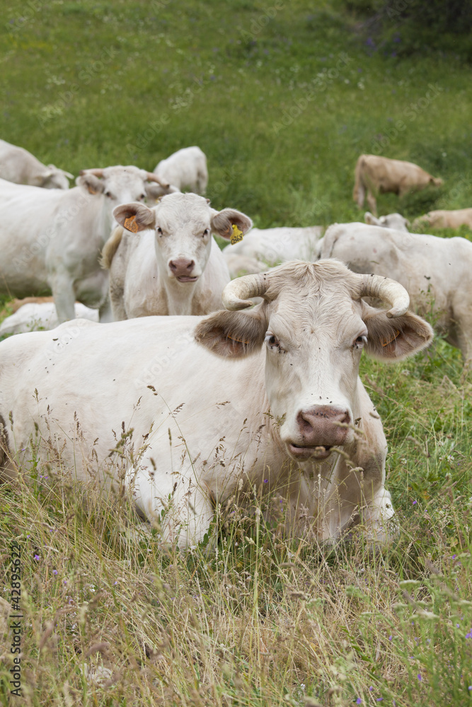 Vaches et veaux des alpes dans un prés Vaches et veaux des alpes dans un prés