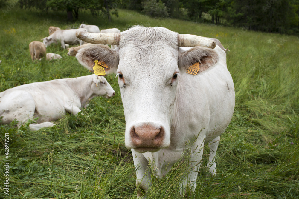 Tête de vache en gros plan Tête de vache en gros plan