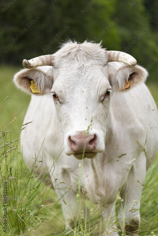 Vaches et veaux des alpes dans un prés Vaches et veaux des alpes dans un prés