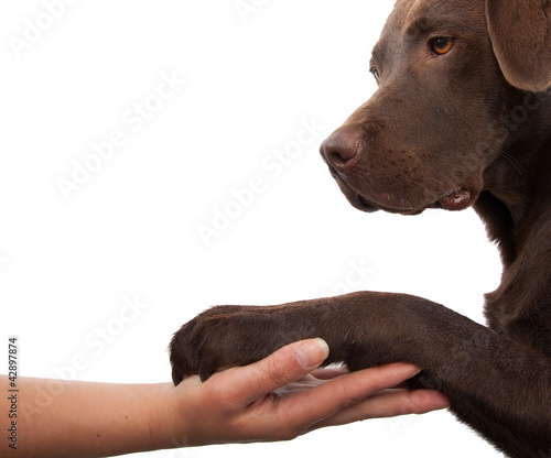 Dog paw and human hand doing a handshake