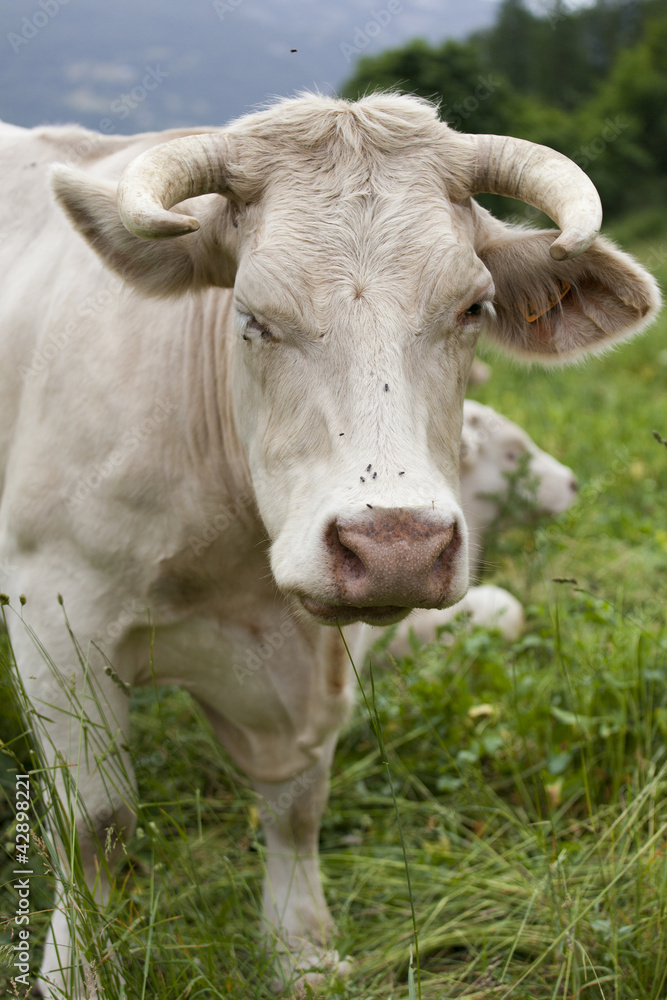 Vache qui fait un clin d'oeil Vache qui fait un clin d'oeil