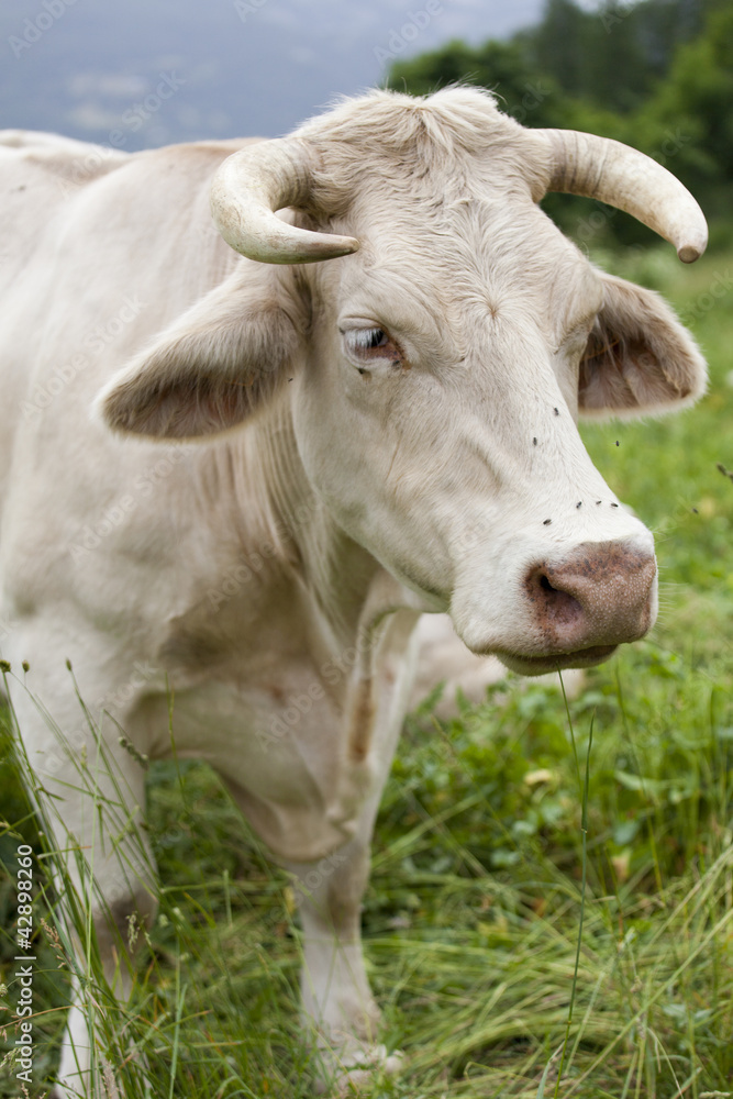 Vache laitière des alpages