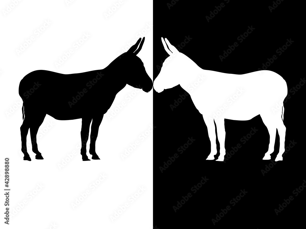 Obraz premium Esel - black and white