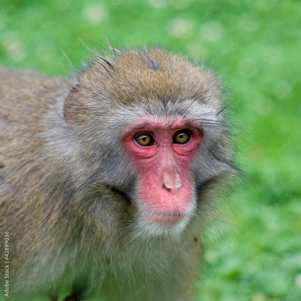 portrait of a macaque portrait of a macaque