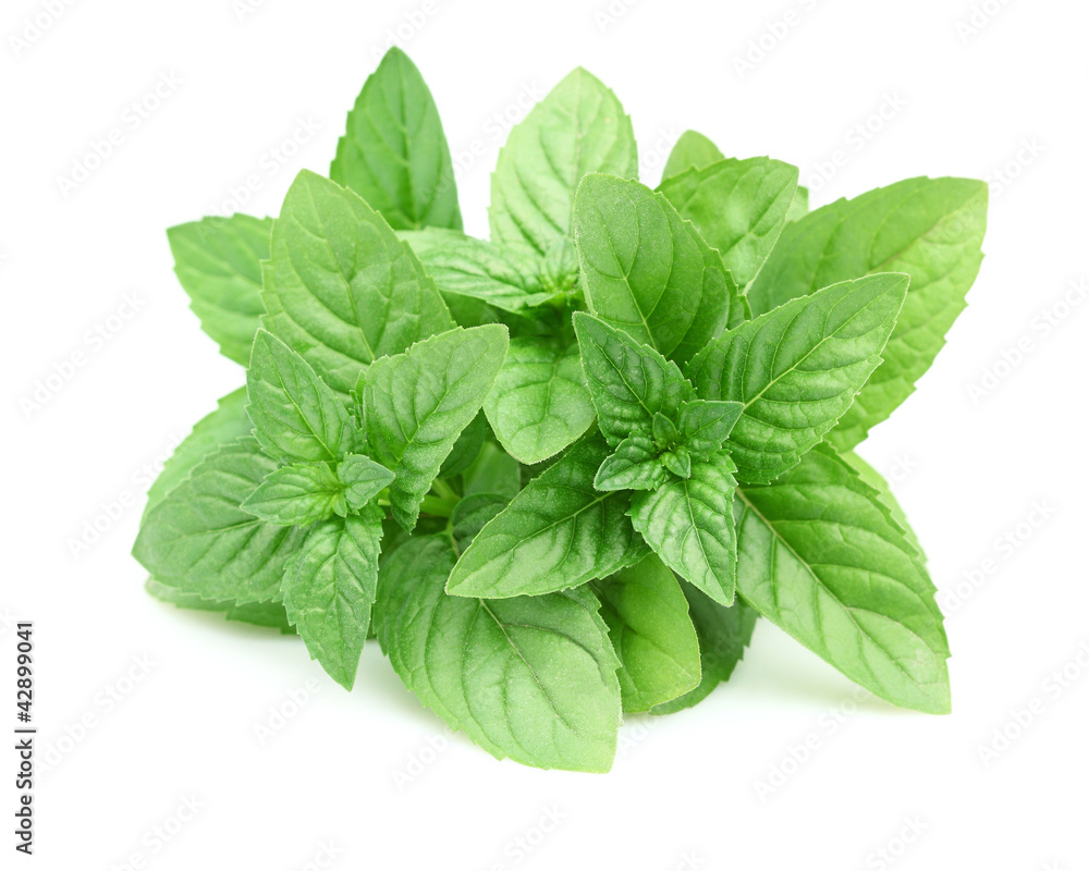 Fresh mint in closeup Fresh mint in closeup