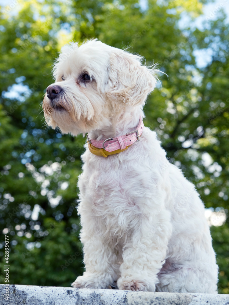 Portrait of watchful havanese dog