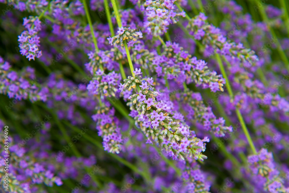 fiori di lavanda