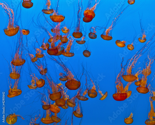 Jelly fishes in the blue sea