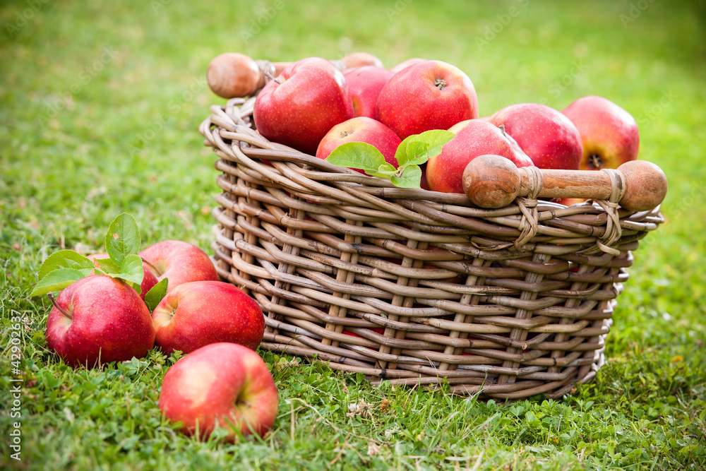 Fresh ripe apples in basket Fresh ripe apples in basket