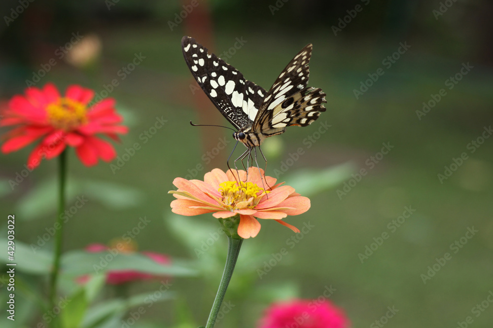 Fototapeta premium Butterfly on pink Zinnia