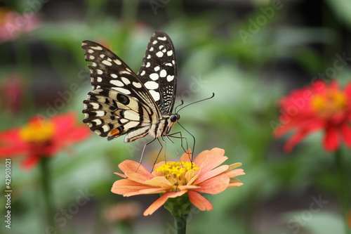 Butterfly on pink Zinnia © kamonrat