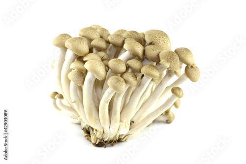 Abstract clump of Brown beech mushrooms Buna Shimeji