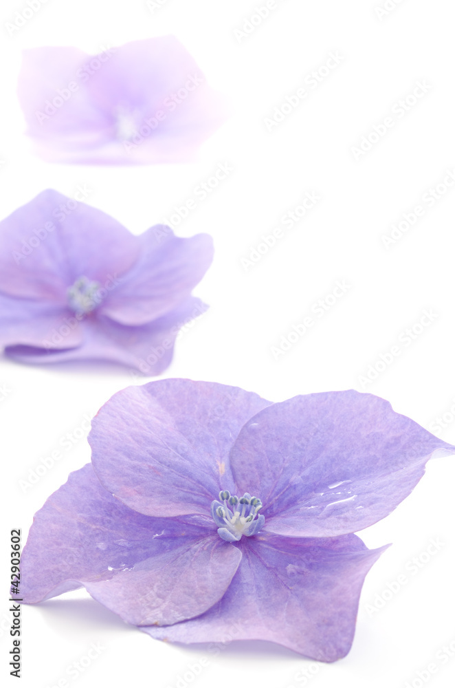 Obraz premium アジサイの花のパーツ