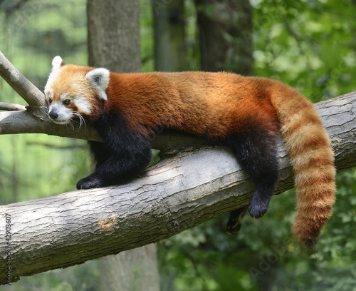 Fototapeta Naklejka Na Ścianę i Meble -  Red Panda