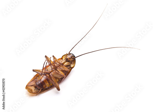 Dead cockroach isolated on a white background.