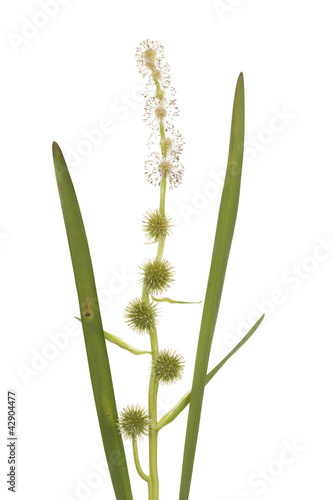 sparganium erectum