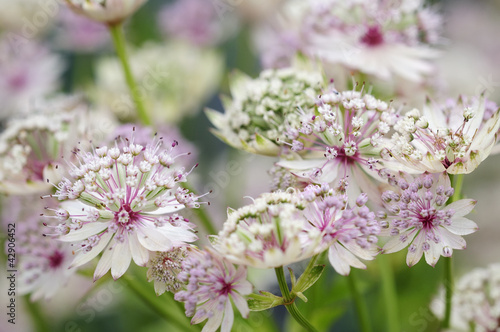Obraz na płótnie astrantia 37 w salonie