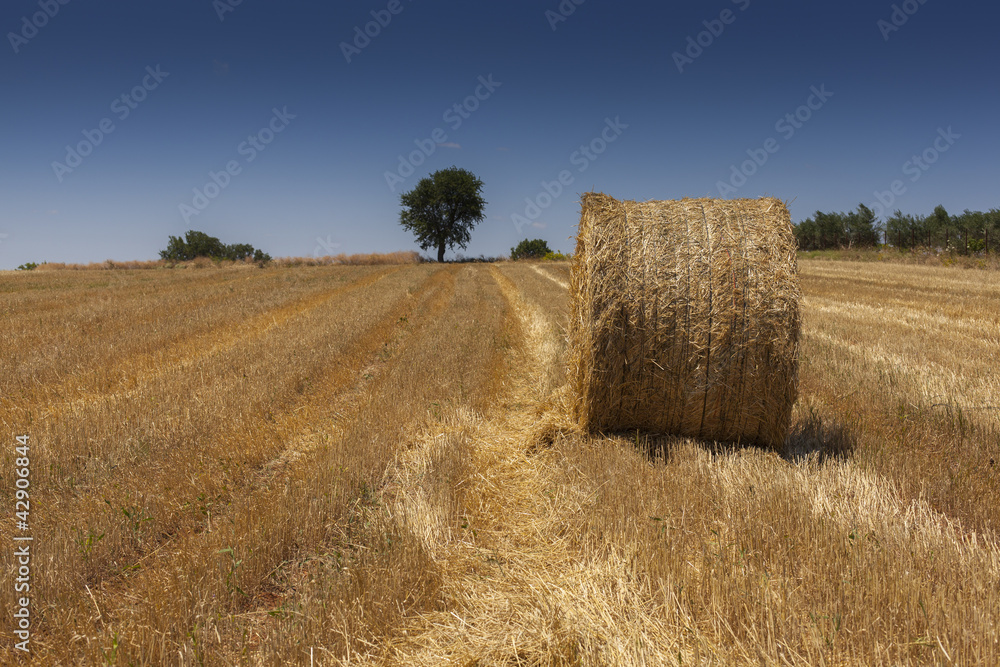 straw bale on a harvested wheat field