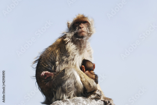 Mother Ape With Baby Breastfeeding On Rock At Gibraltar