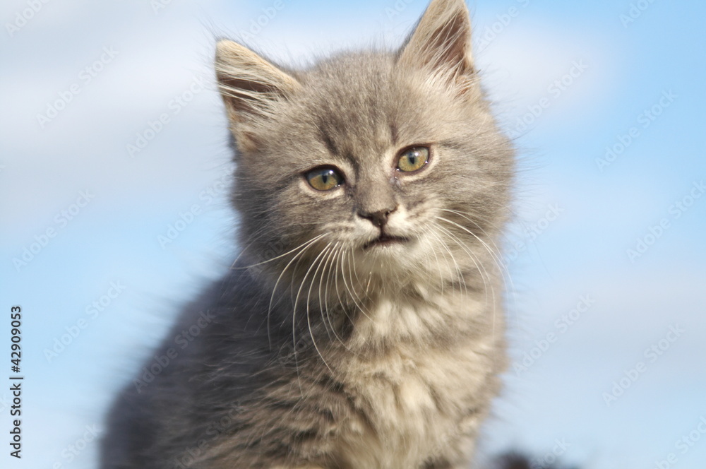 small grey cat on sky background