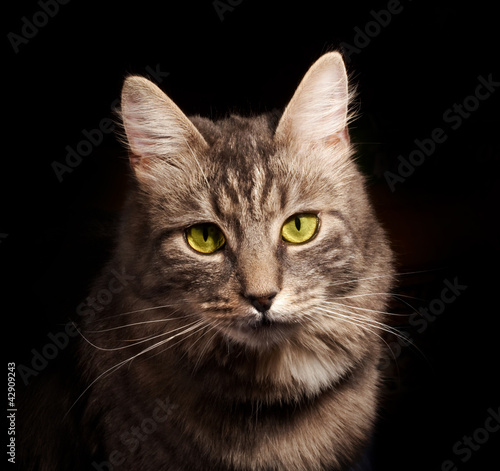 gray russian cat on black background