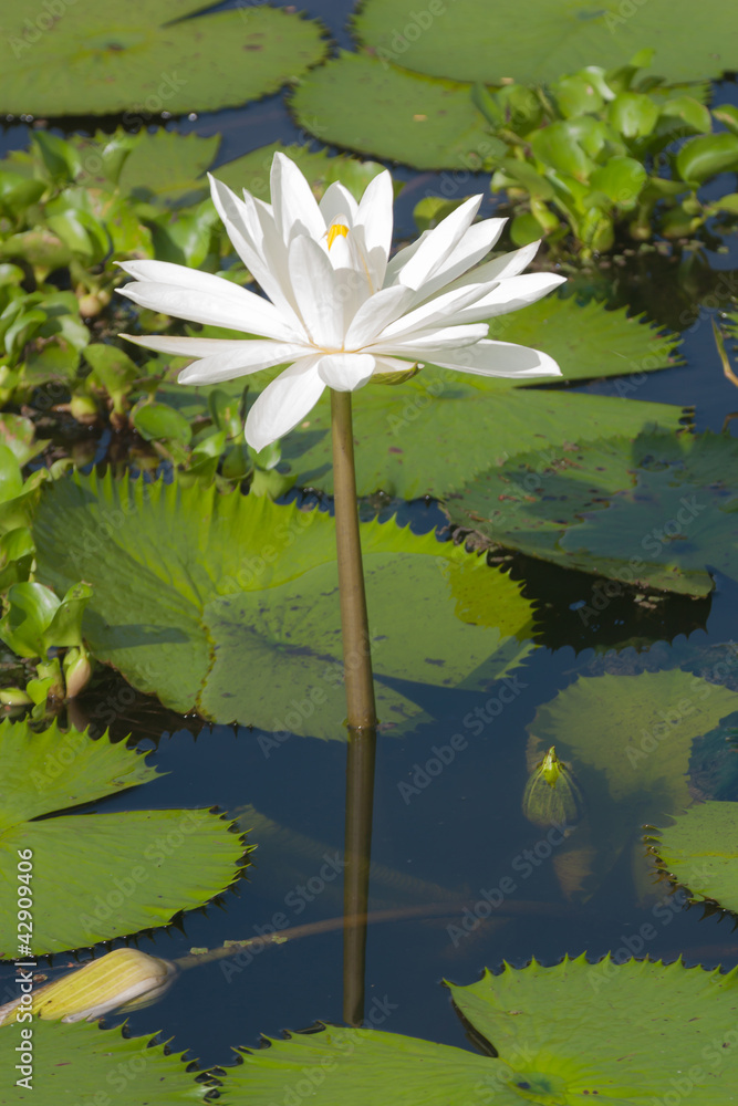 water lily