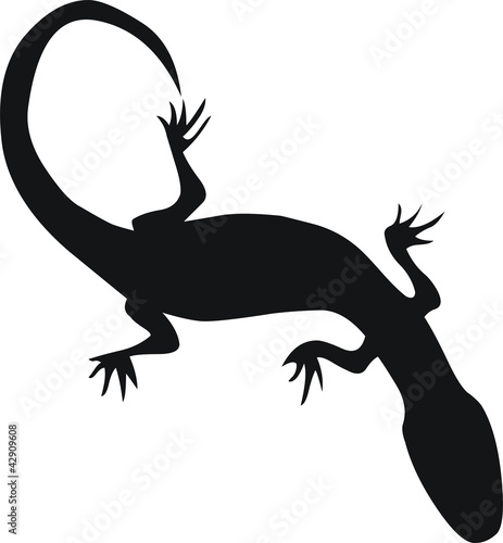 pictogramme salamandre